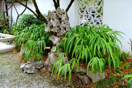 Rock - Lan Su Chinese Garden - Portland, Oregon - DSC01431