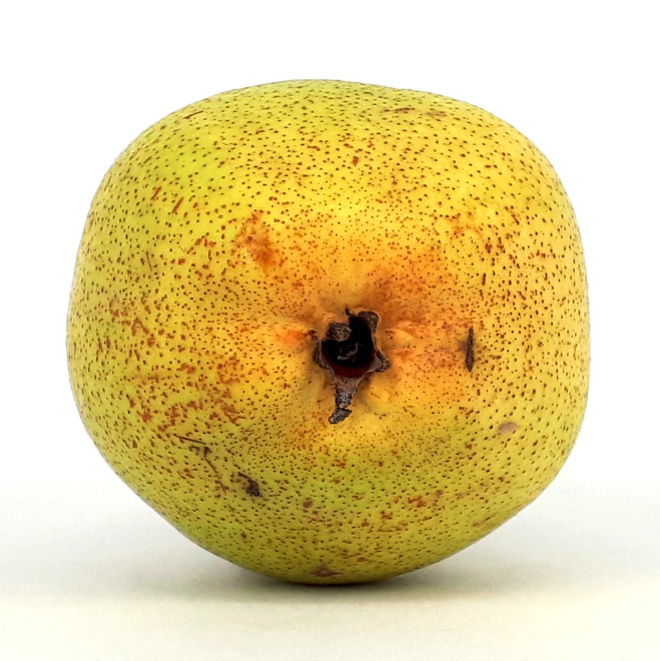 Rocha Pear 2017 B4