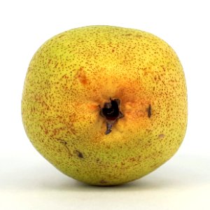 Rocha Pear 2017 B4