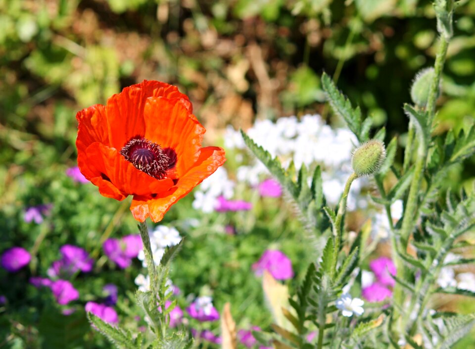 Flowers poppy flower blossom