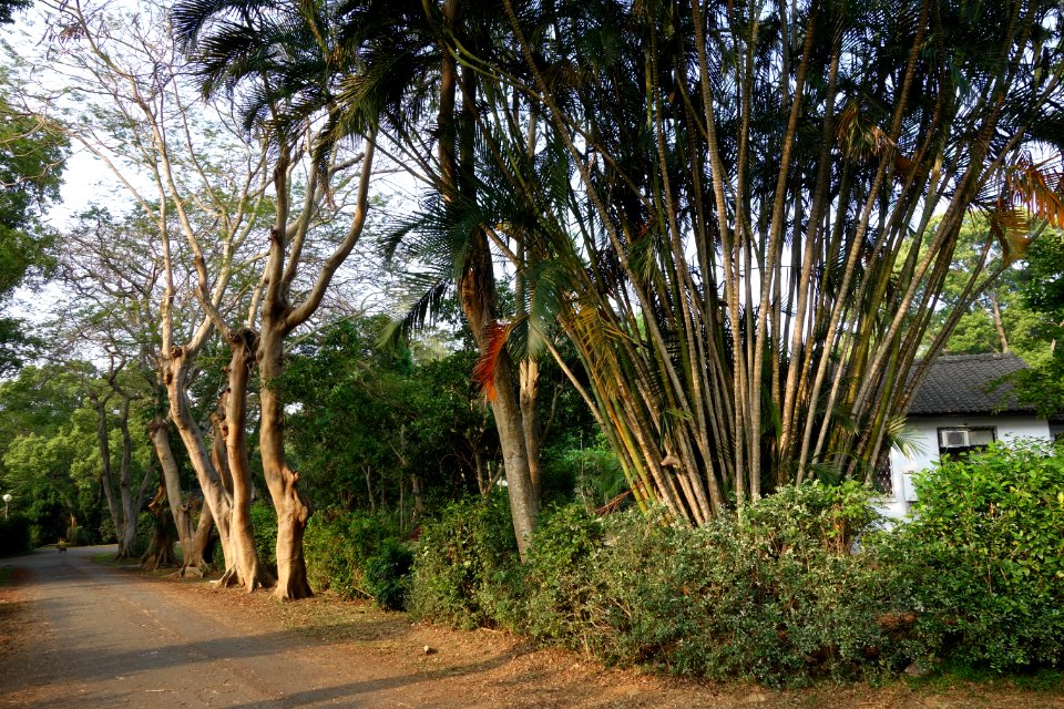 Roadside - Tunghai University - DSC01725