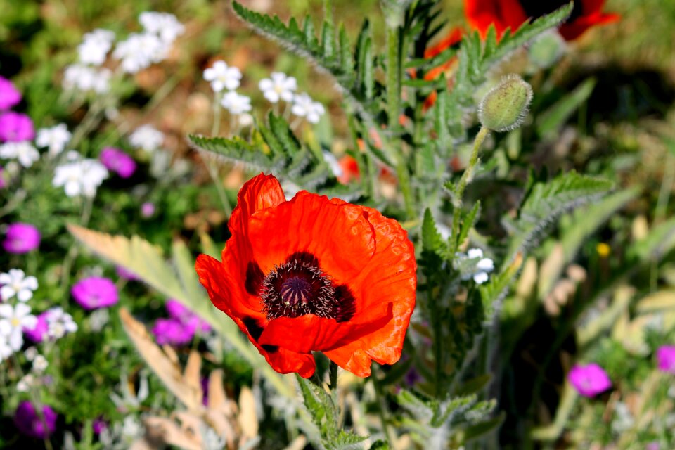 Flowers poppy flower blossom