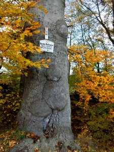 Rotbuche 10 2016