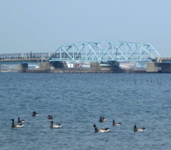 Rock Bay swing bridge ducks jeh