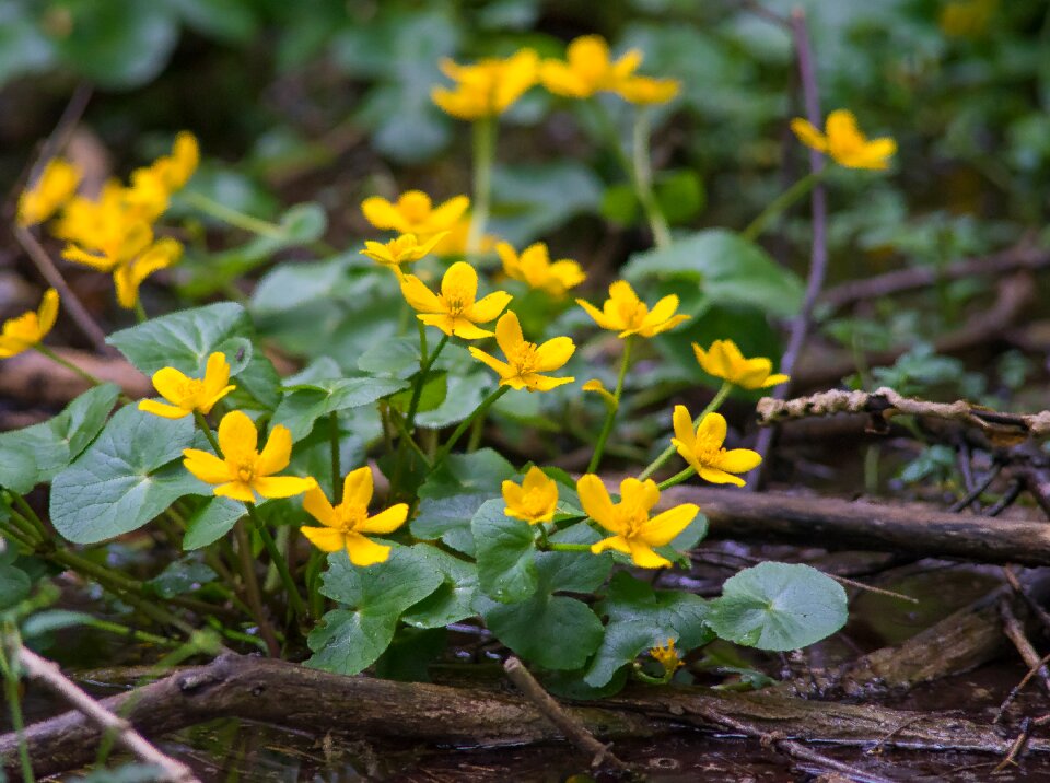 Plant yellow flower beautiful flower