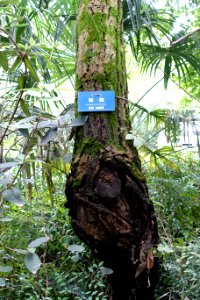 Robinia pseudoacacia - Chengdu Botanical Garden - Chengdu, China - DSC03658