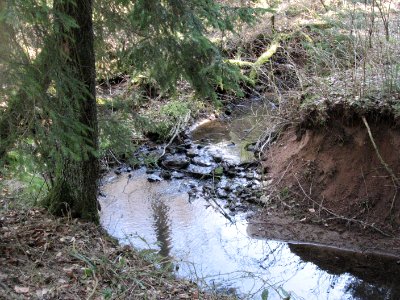 Rotenbach im Matzengehrer Wald in KUrve mit kleinem Fall