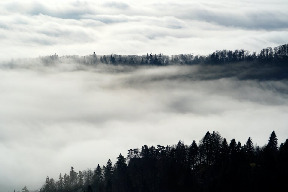 Trees belchenflue jura