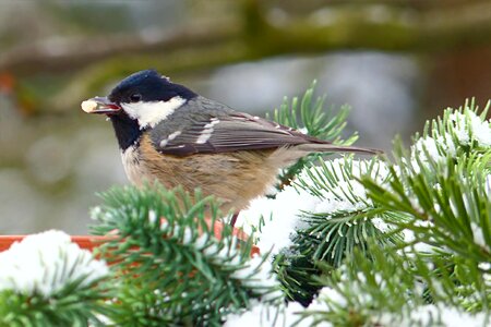 Bird garden winter photo