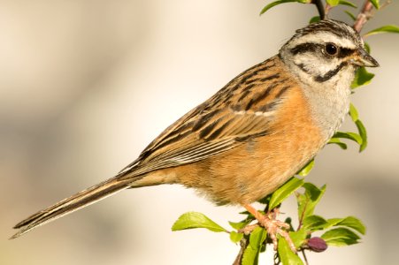 Rock Bunting (Cochem)