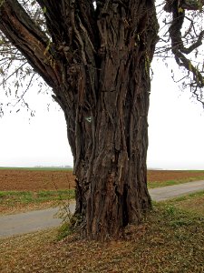 Robinie Acholshausen, 1