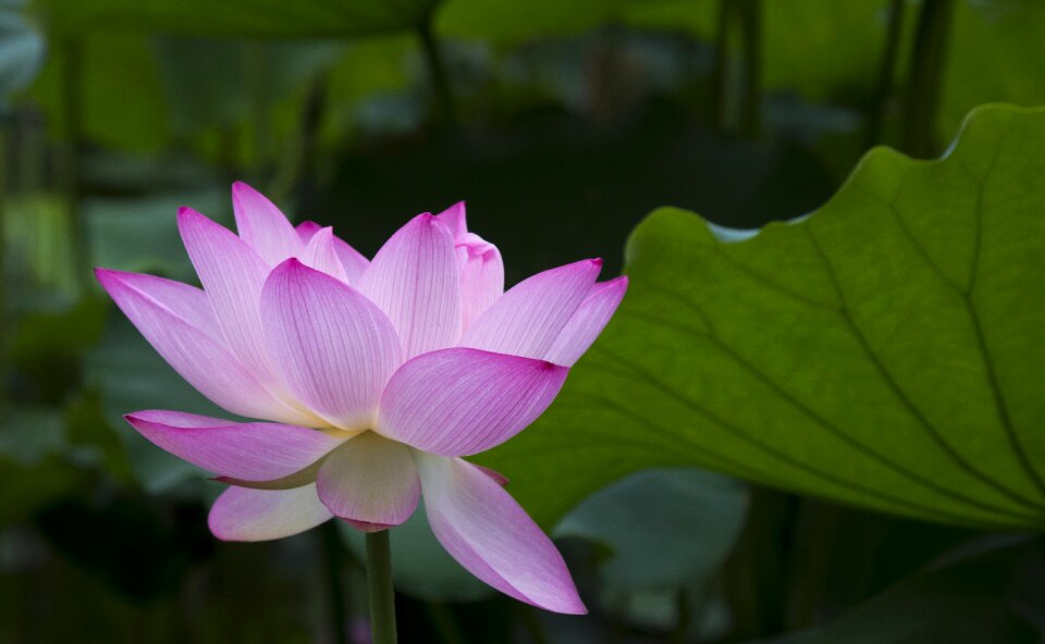 Lotus beautiful good