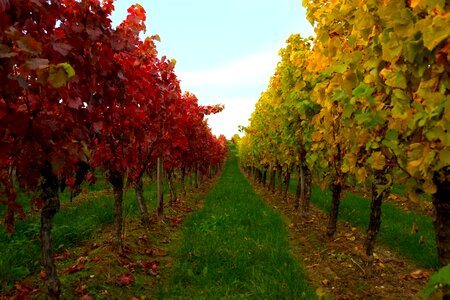 Winegrowing autumn wine leaf photo