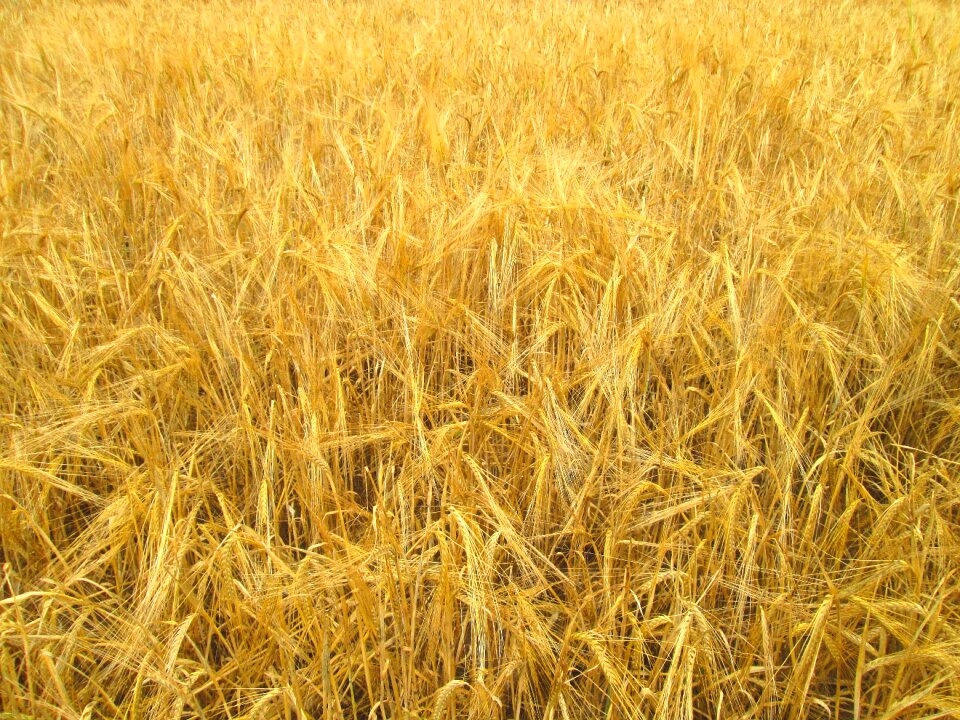 Crop harvest nature