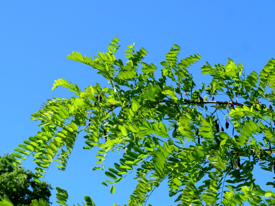 Robinia pseudoacacia leafs in summer 02