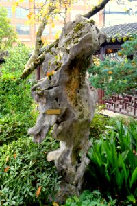 Rock - Lan Su Chinese Garden - Portland, Oregon - DSC01288