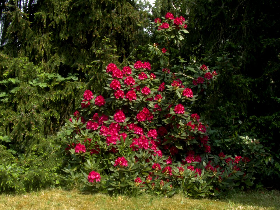 Roter Rhododendron 2018 by DaB