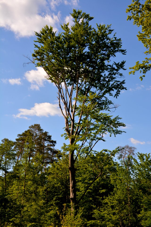 Rotbuche Sauerbusch