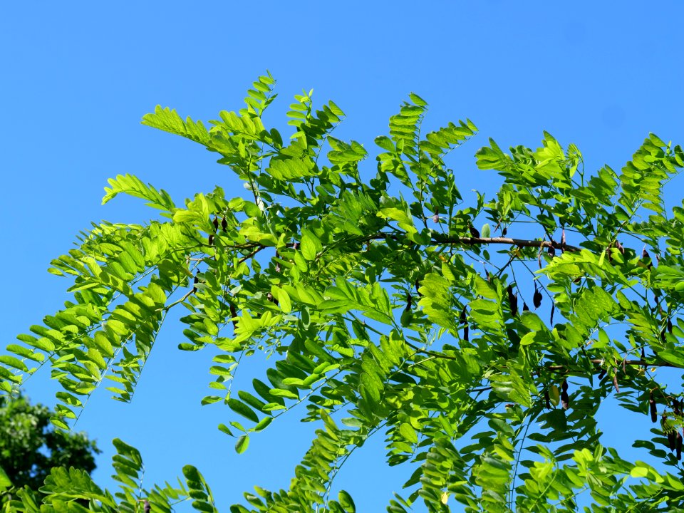 Robinia pseudoacacia leafs in summer 01