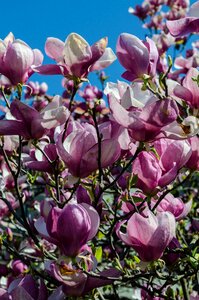 Tree magnolia springtime