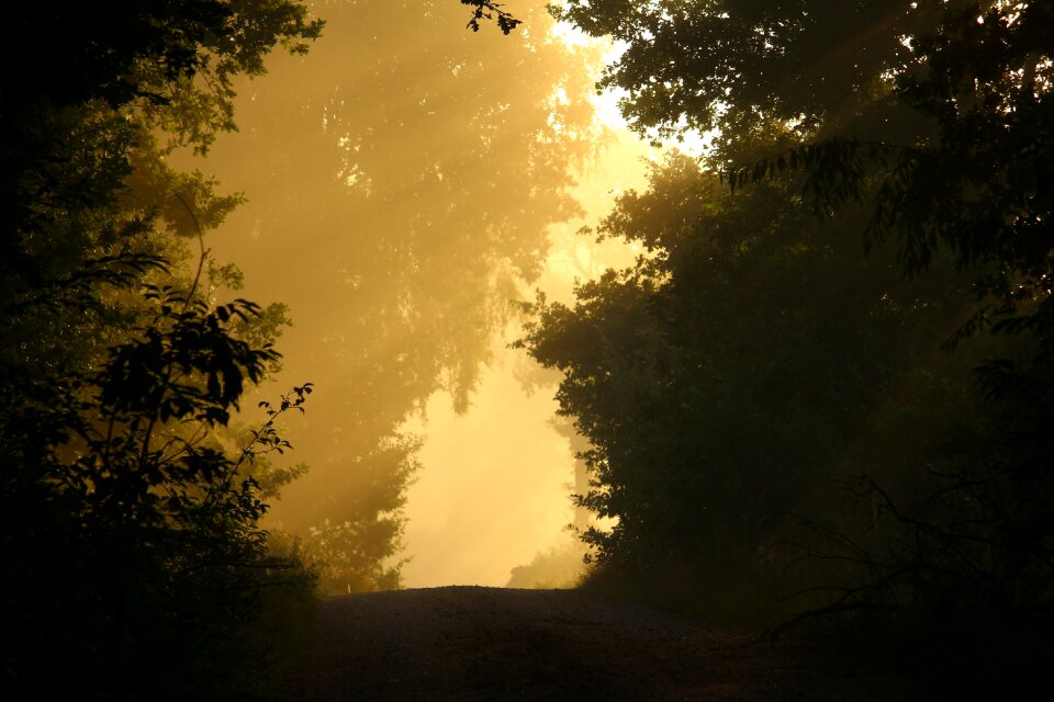 Forest mood autumn