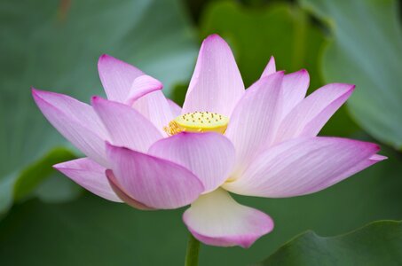 Lotus white nice