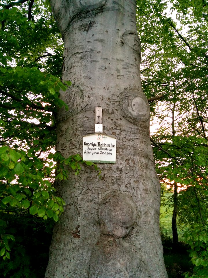 Rotbuche Altenbrak