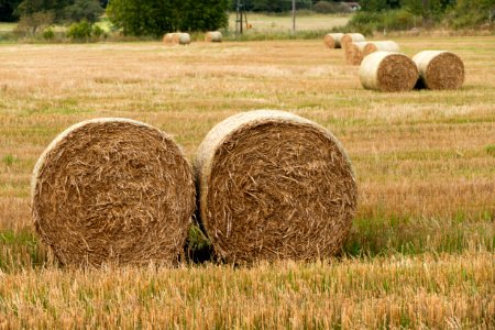 Round hay bales in Brodalen 1