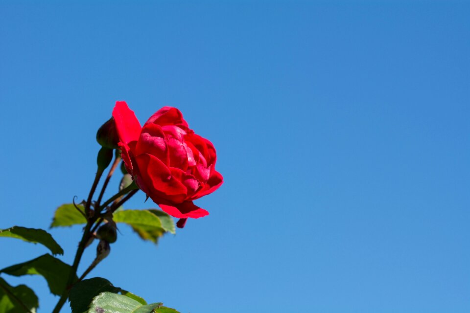Red rose red flower blossom