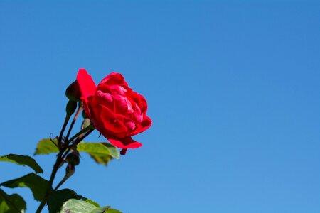 Red rose red flower blossom photo