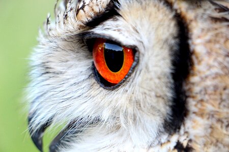 Hornugle owl eye photo