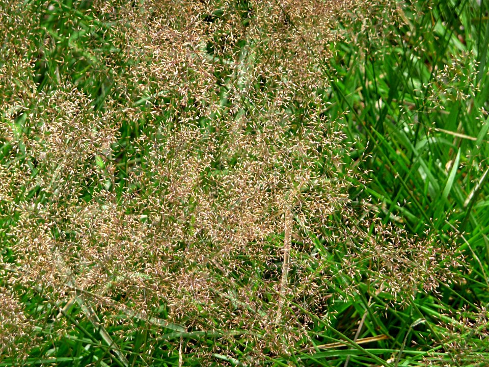 Rotes Straußgras Totenschädel