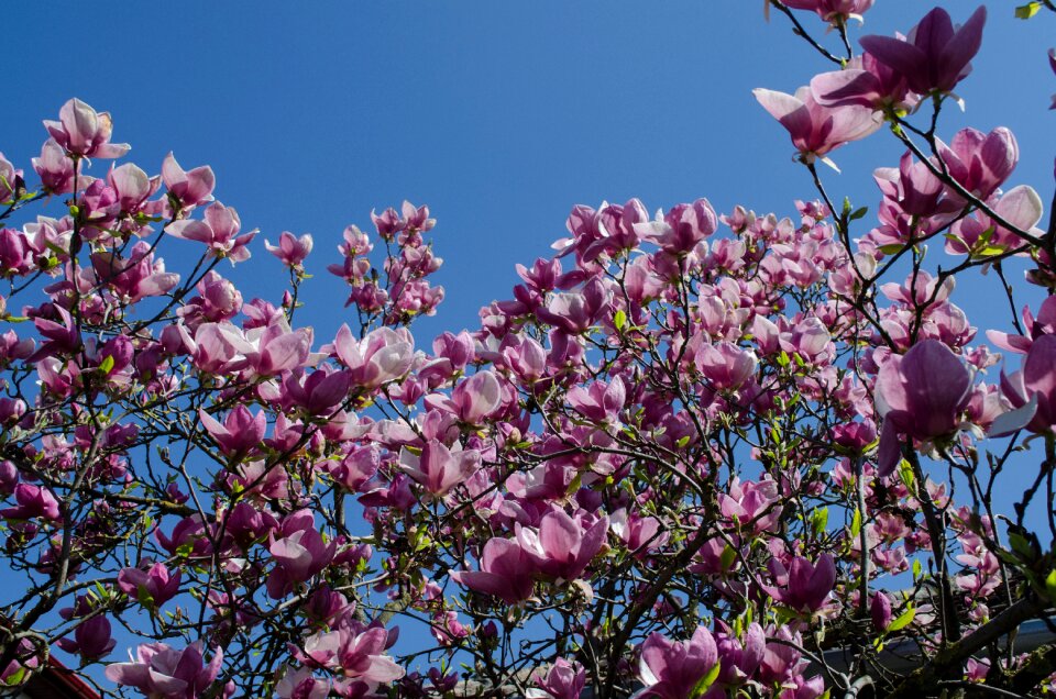 Magnolia springtime nature photo