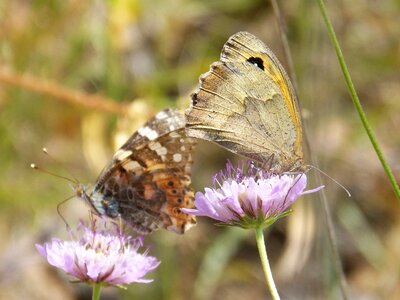 Vanessa cardui lobito list vanesa