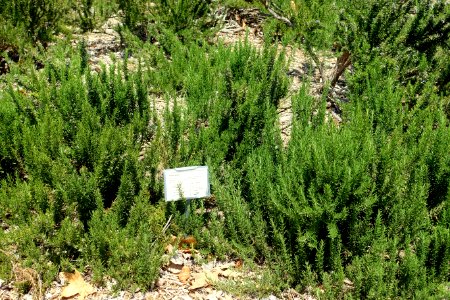 Rosmarinus officinalis - Manhattan Beach Botanical Garden - Manhattan Beach, CA - DSC01254