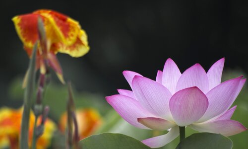 Lotus good nice photo