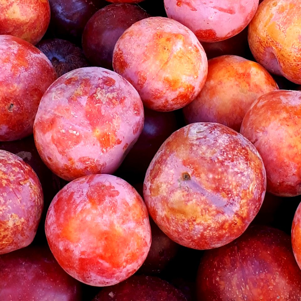 Round red plums 2017 A2