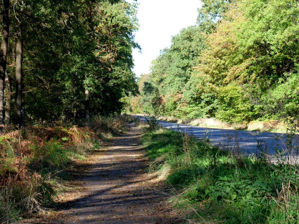 Roud in the Hambach forest