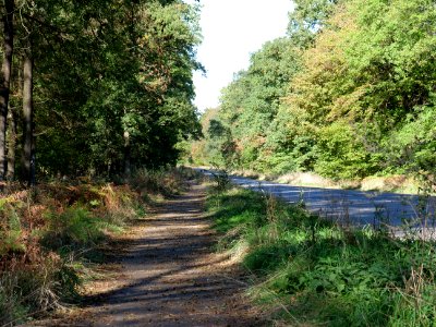 Roud in the Hambach forest