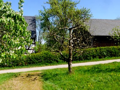 Rote Sternrenette Freilichtmuseum Roscheider Hof Ganzer Baum H1