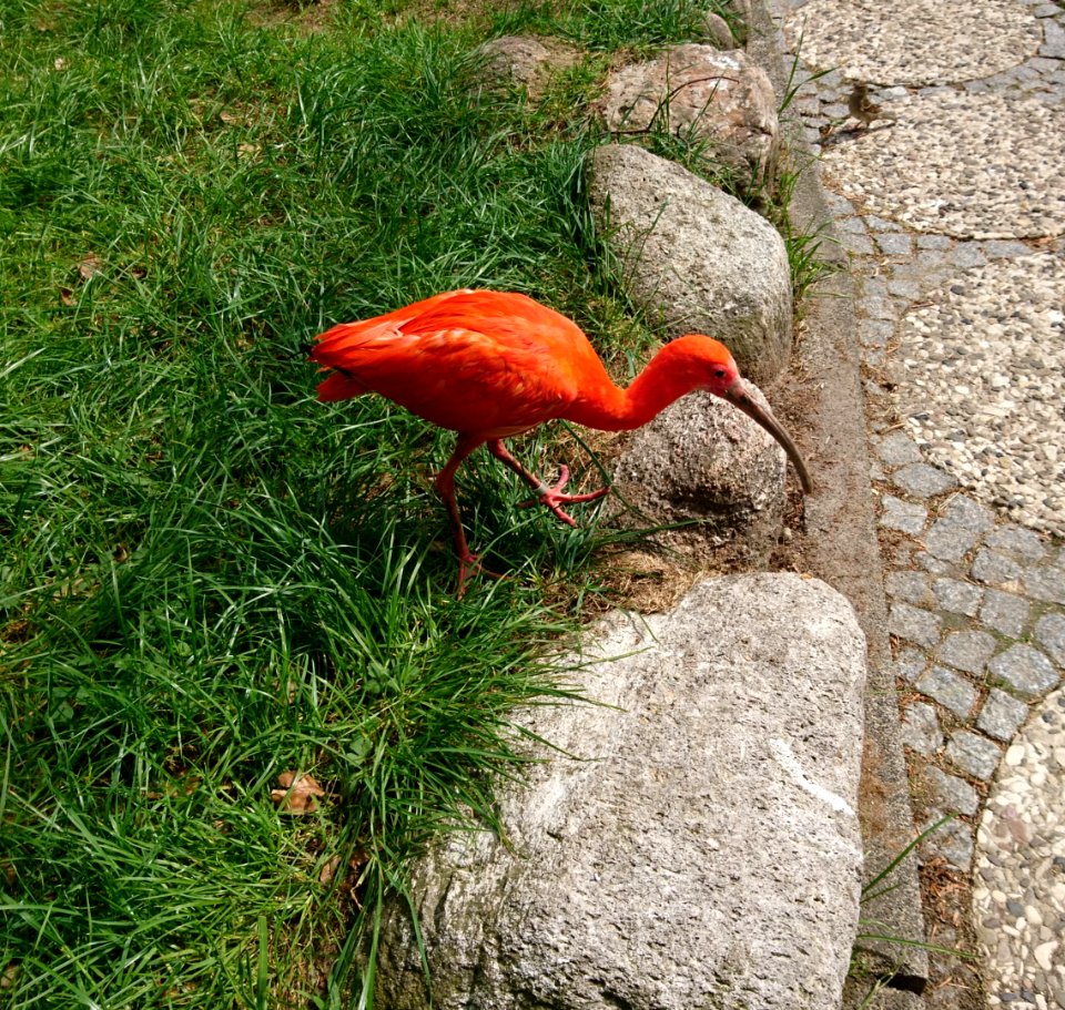 Roter Ibis (Eudocimus ruber) - 3