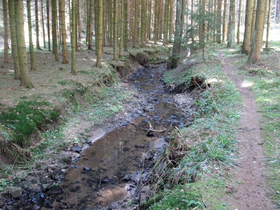 Rotenbach in Bachmulde im Matzengehrer Wald