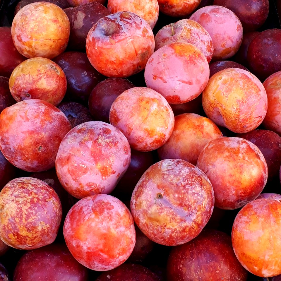 Round red plums 2017 A1