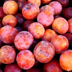 Round red plums 2017 A1