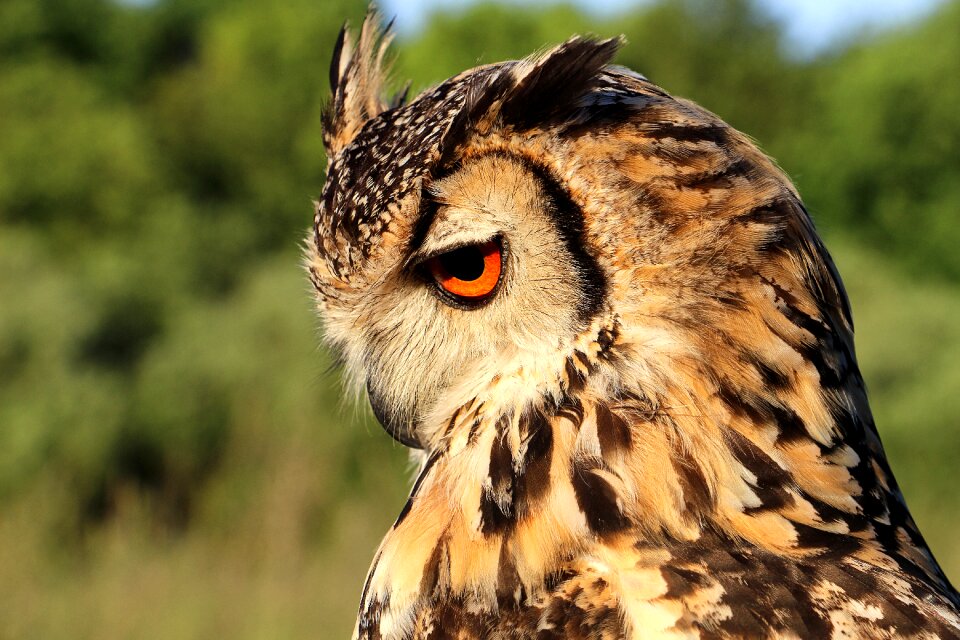 Hornugle owl evening