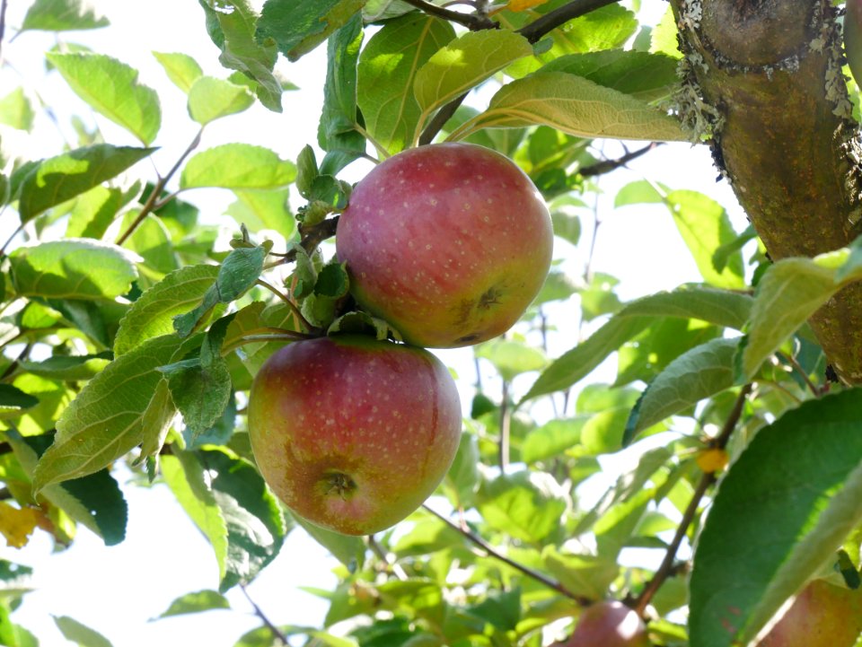 Roter Eiserapfel Freilichtmuseum Roscheider Hof Frucht H5