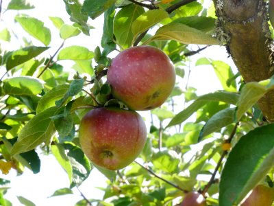 Roter Eiserapfel Freilichtmuseum Roscheider Hof Frucht H5