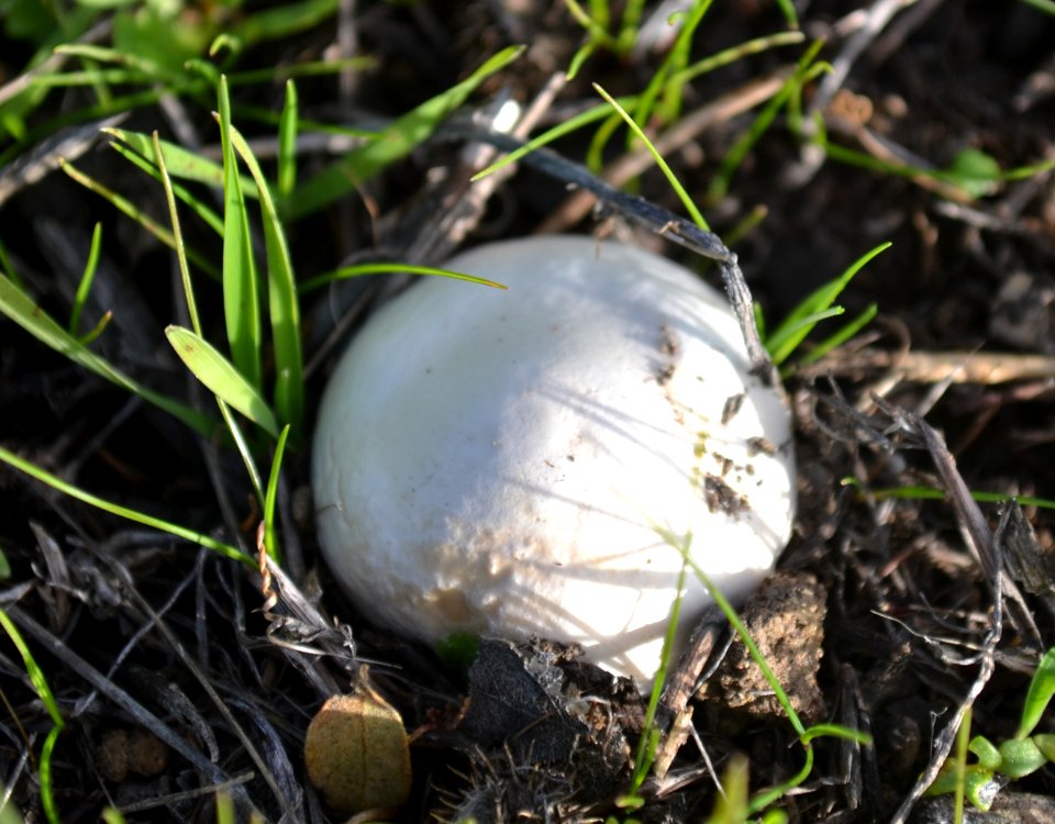 Round Mushroom (2)