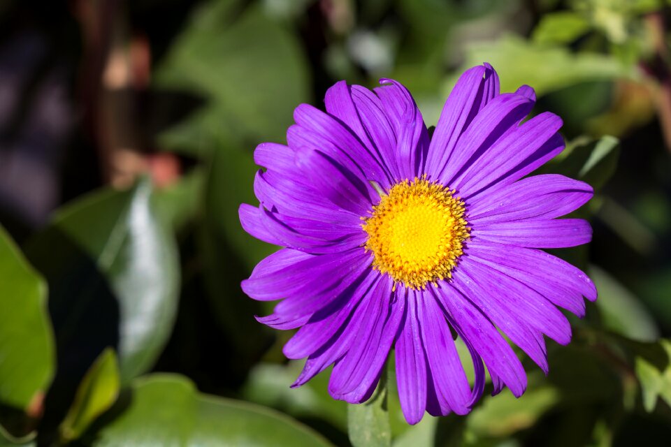 Flower flower garden in the garden