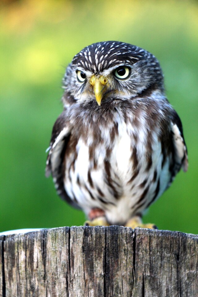 Main article foreign relations owl nature at placket